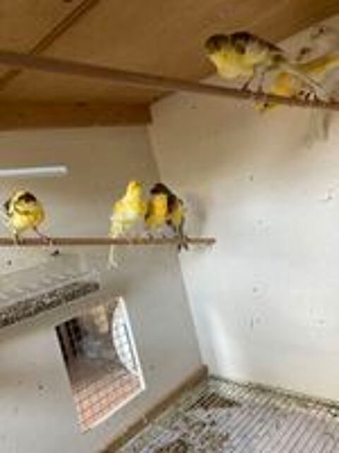   canari  fris mle ou autres
