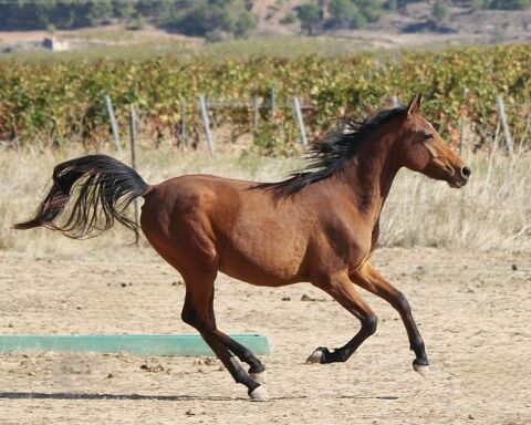 Superbe poulain PSAR 4000 11800 Saint-frichoux