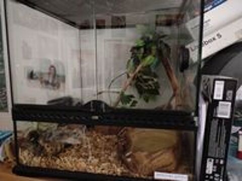   Serpent des blé de 4 ans 130cm avec son terrarium  