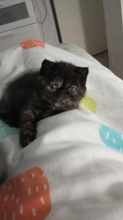 Chatons persan exotic 900 59190 Hazebrouck