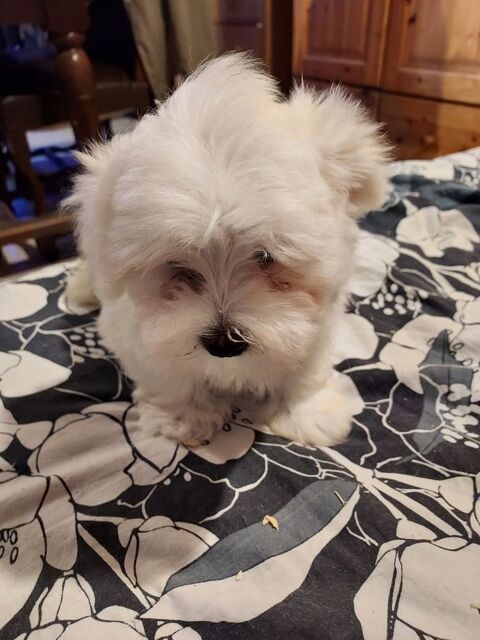 magnifique chiots bichon maltais 1000 74490 Saint-jeoire