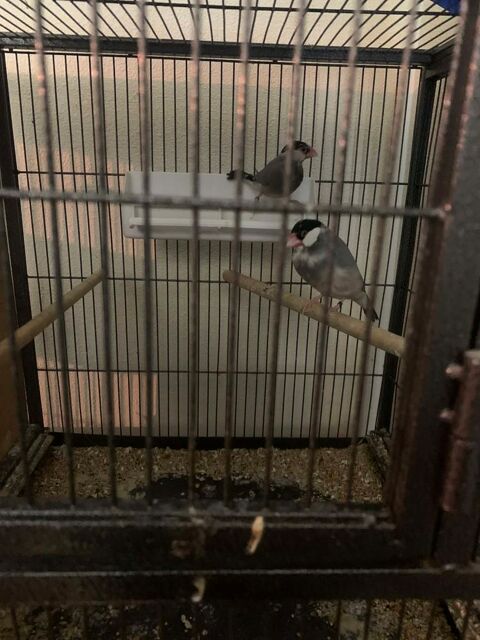 Padda de java 50 60700 Pont-sainte-maxence