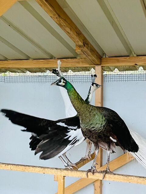 Spalding 500 85130 La verrie