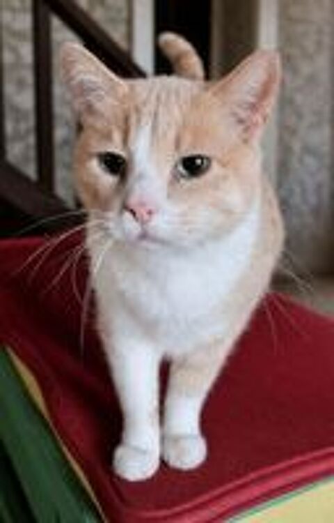   BIB CHAT ROUX ET BLANC 11 ANS 