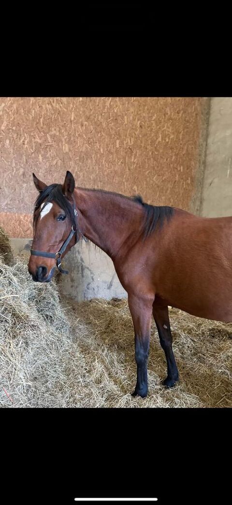 Jument 2017 PSL 3000 Claye-Souilly (77)