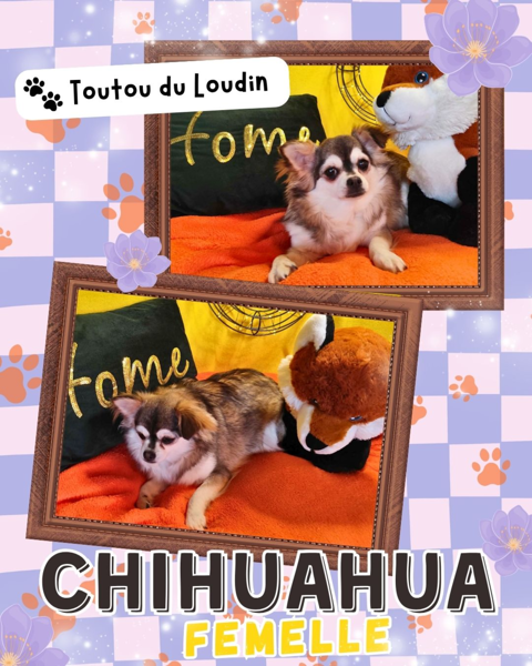 Chiot chihuahua femelle poils longs 600 18140 Pr�cy
