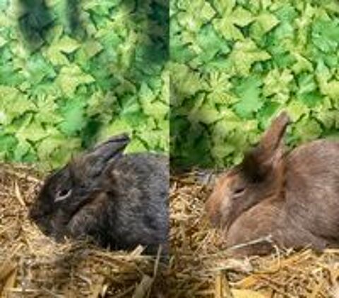   Lapin(e)s têtes de lion  