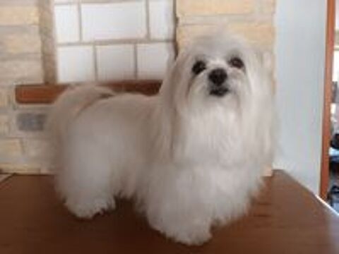   Saillie Bichon Maltais 