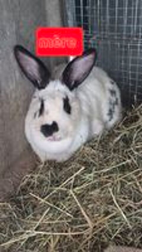   lapin papillon 