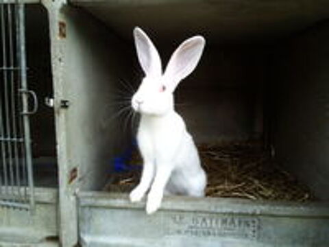   Lapin fermier femelle de 8 mois 
