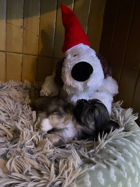 Chiots chihuahua  poils longs 800 66000 Perpignan