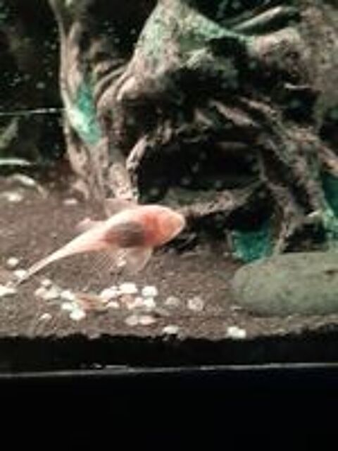   Ancistrus gold ou noir 