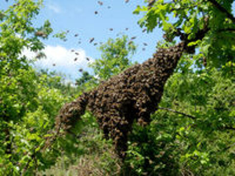   SOS essaims d'abeilles.. 