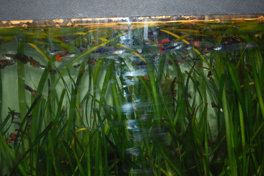   Poissons GUPPY 