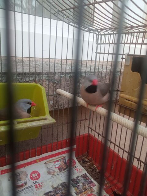 Bavette longue queue 15 44460 F�gr�ac