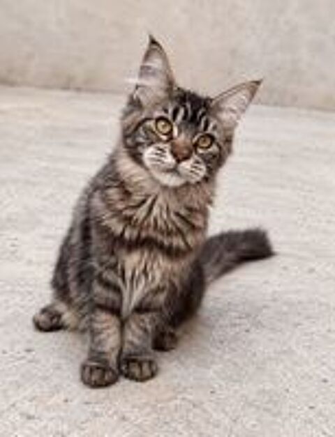   Chaton femelle Maine Coon LOOF 