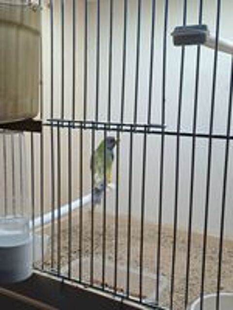   Diamant gould  