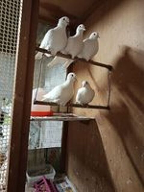   Couples de Colombes blanches Age de 3 a 5 ans  