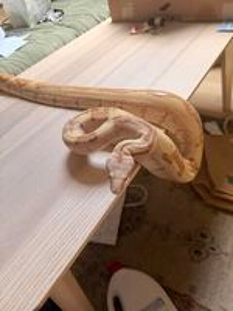   Boa imperator VPI sunglow jungle femelle
NC 2021  