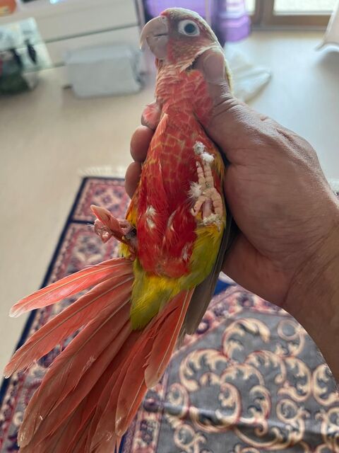 Conure reproducteur 220 67310 Wasselonne
