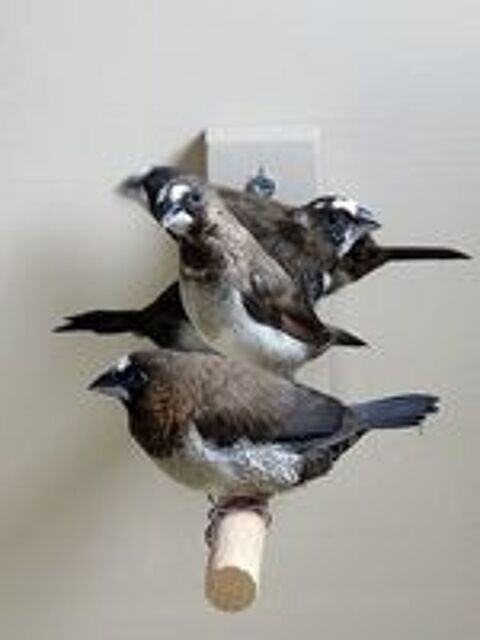   Moineau du Japon 