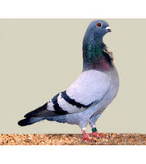    PIGEON CRAVATES BLEUS 