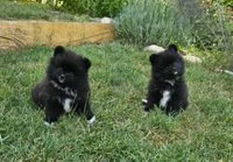   Chiot Spitz nains Poméraniens 