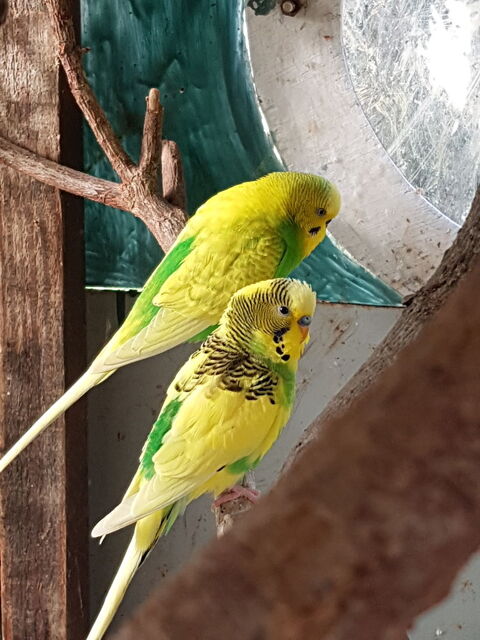 perruches ondul&eacute;es 20 93160 Noisy-le-grand