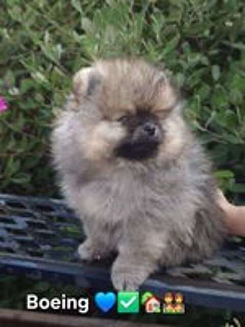   2 chiots Spitz Petit LOF 