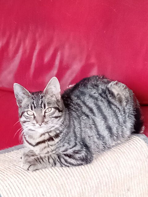 Boule cherche famille pour la vie 180 64600 Anglet