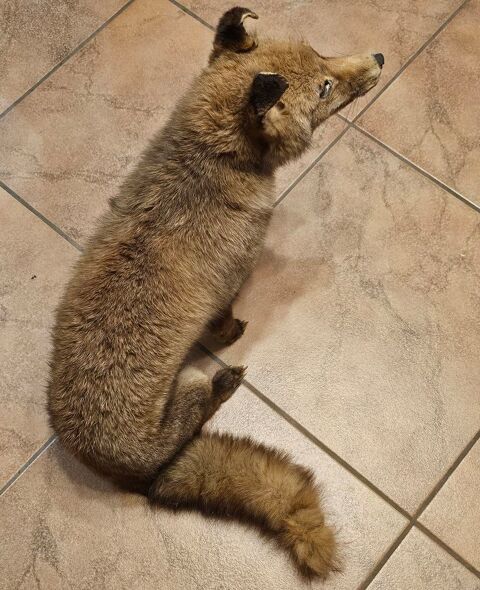 Renard naturalis� 40 Saint-Cergues (74)