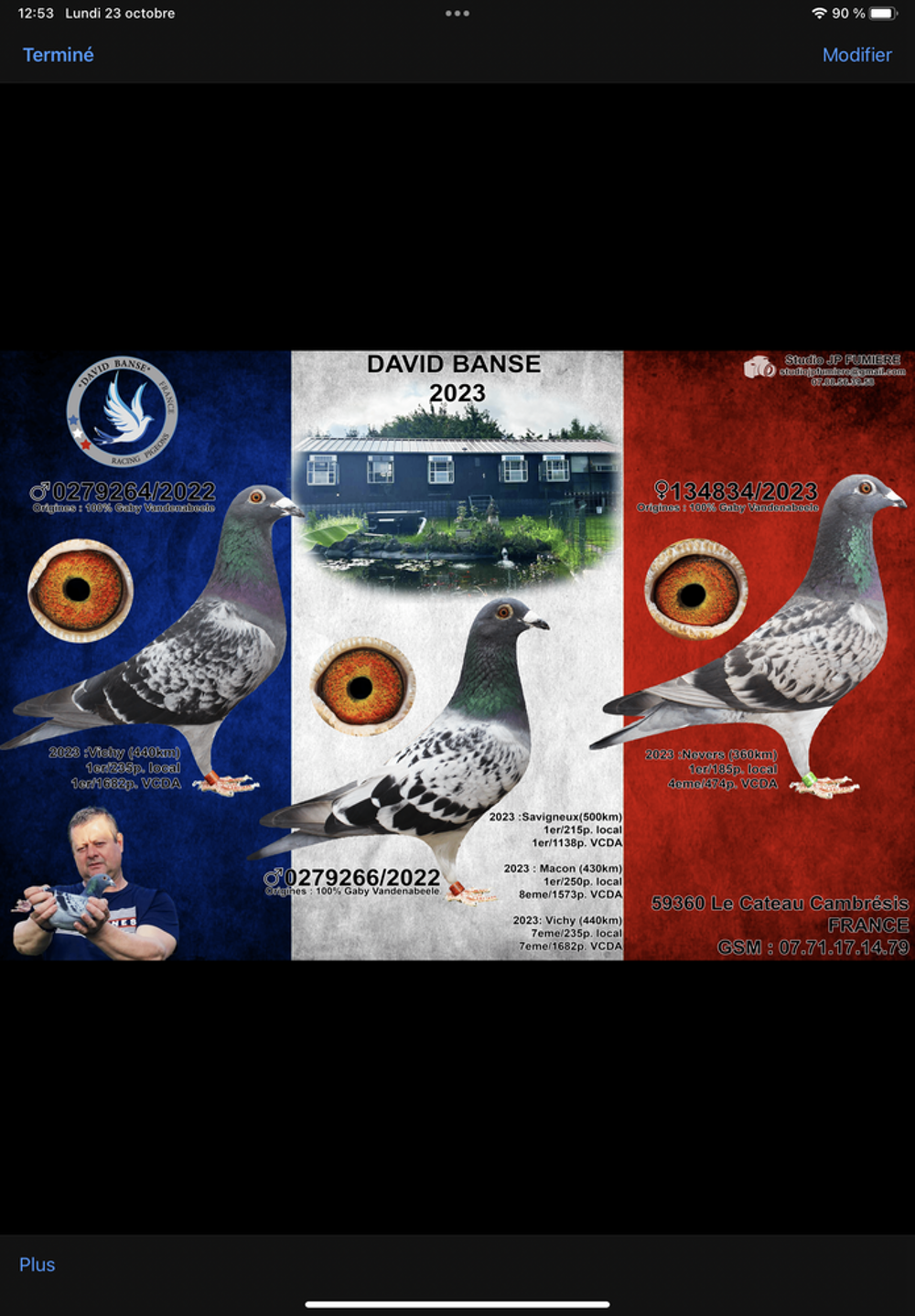   Pigeons voyageurs 