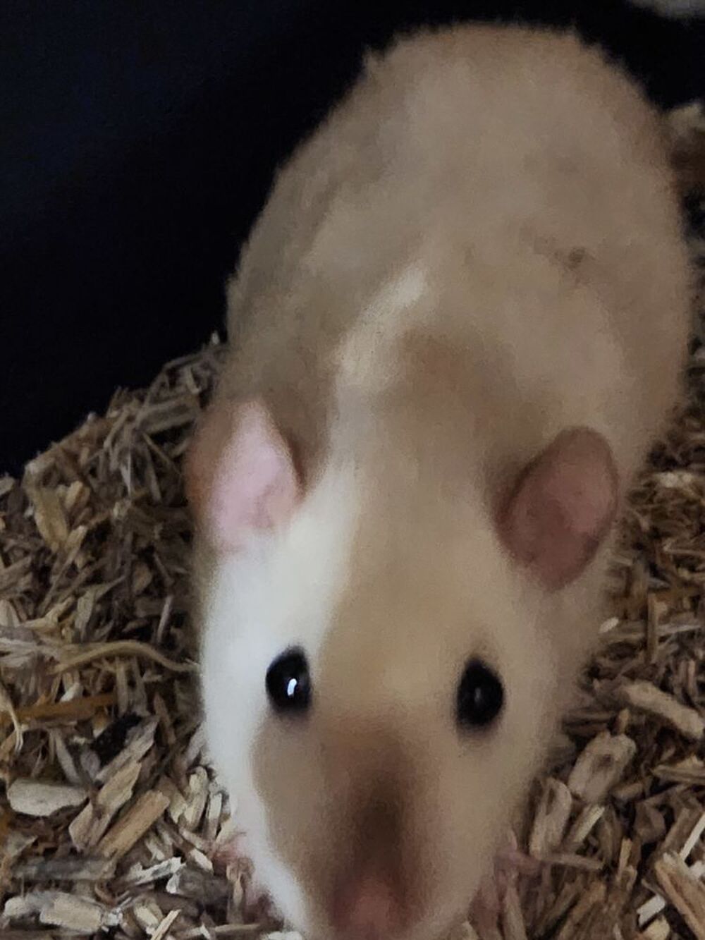   Don - 2 rats femelles 