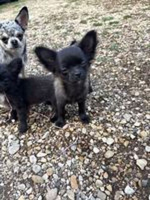   Chiot chihuahua  