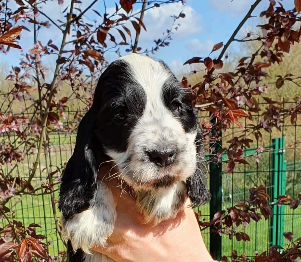   Chiots Cockers Anglais LOF à Réserver 