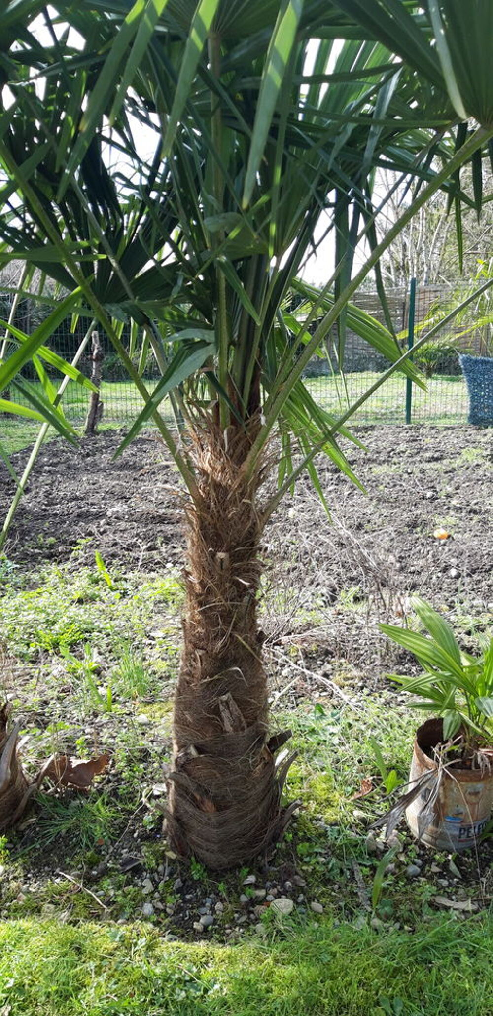 PALMIER CHANVRE,1,80 m Jardin