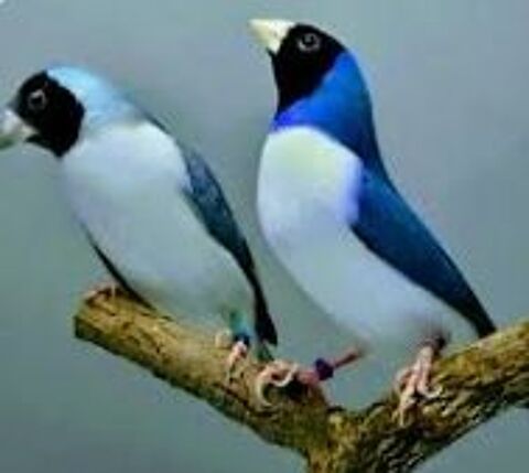 Diamant de Gould 0 69009 Lyon