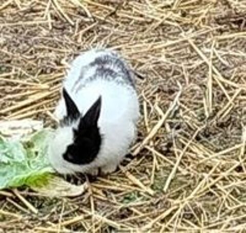   lapine naine noire et blanche de 2 mois 