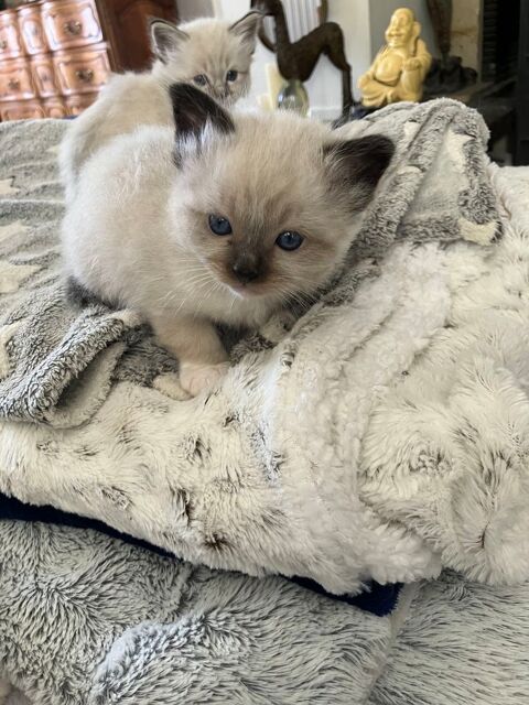 Adorables Chatons sacr&eacute; de Birmanie &agrave; r&eacute;server .750� 750 37400 Amboise