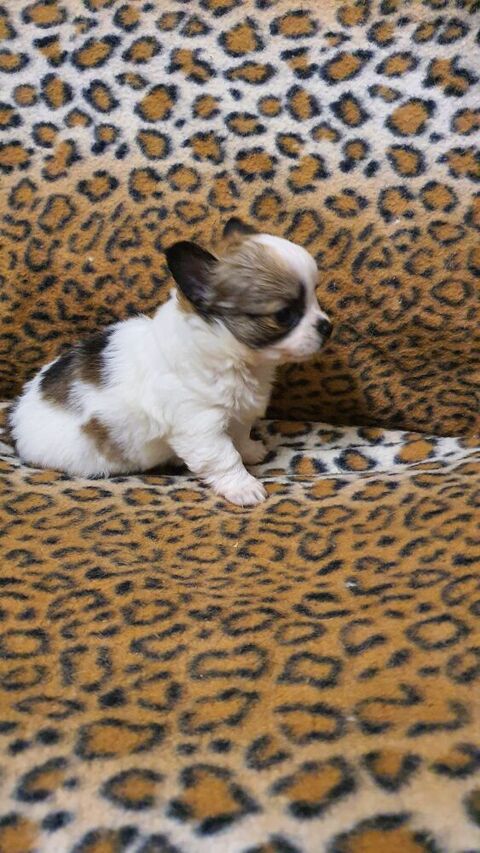 Chihuahua  1300 70110 Villersexel