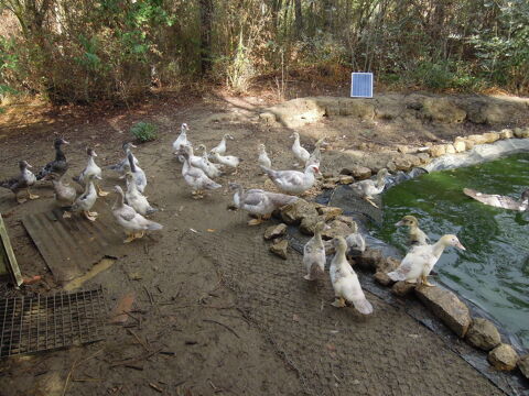 canards barbarie 10 32200 Gimont