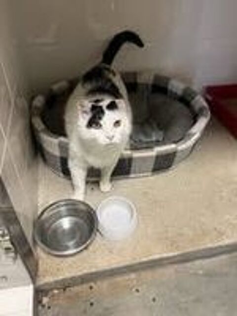   Chat MITSOU  l adoption 