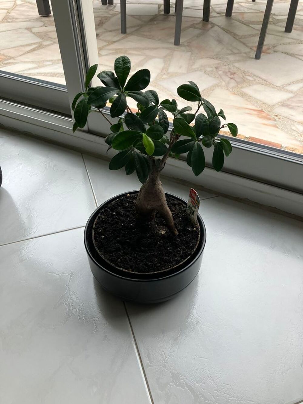 bansa&iuml; ficus Jardin