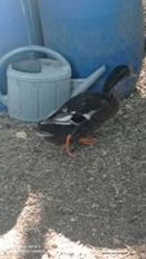   Canard colvert  