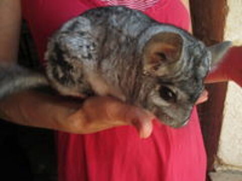   jeune chinchilla femelle 