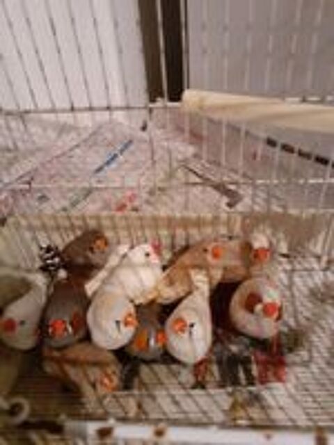   Oiseaux mandarin 