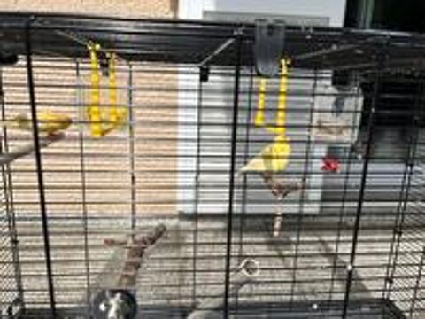    canaris  