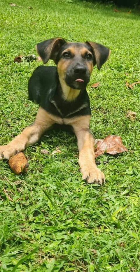 Juno, mâle croisé berger, né le 10/01/2025 &#128054; 300 59000 Lille