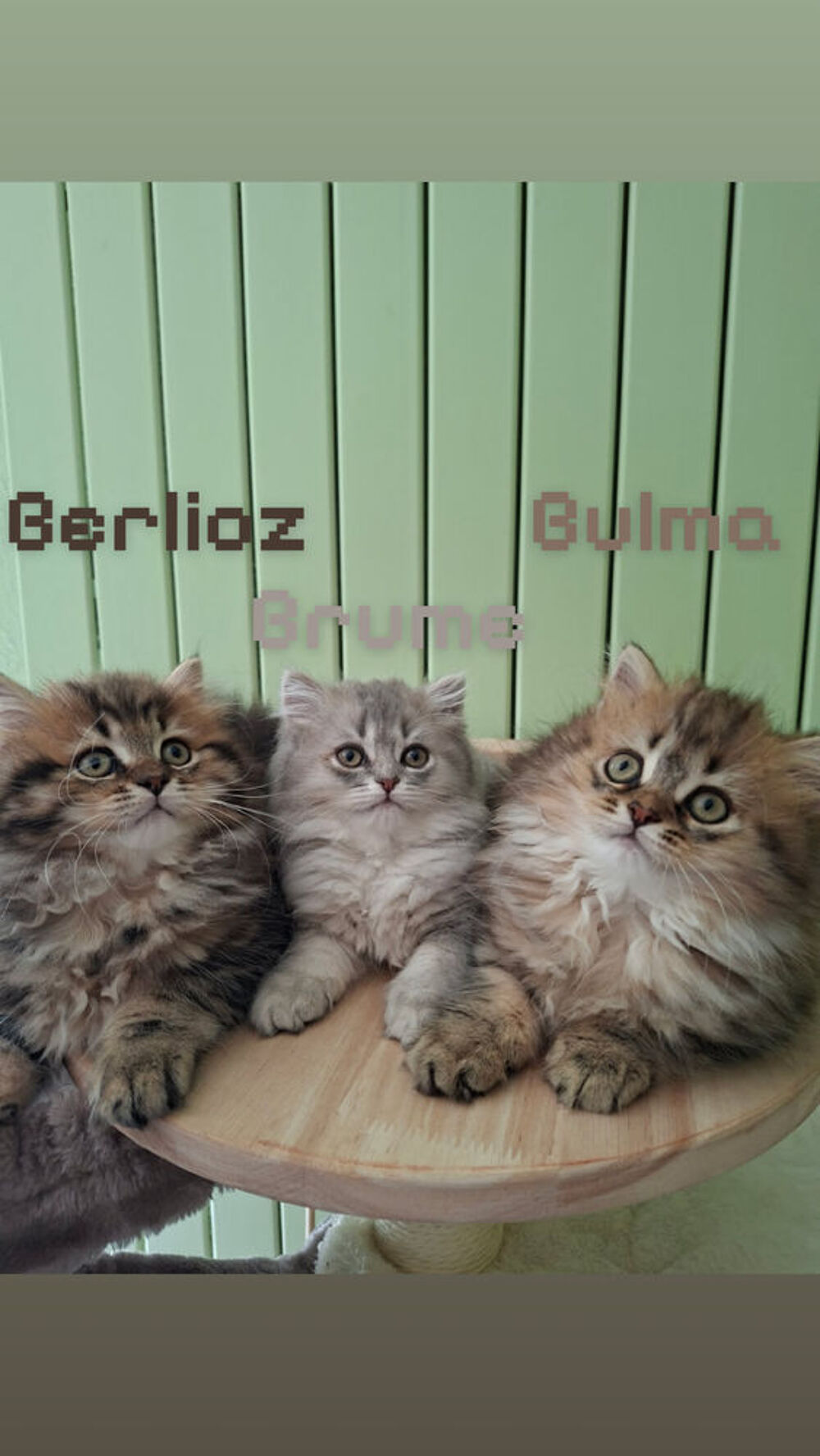   Chaton 