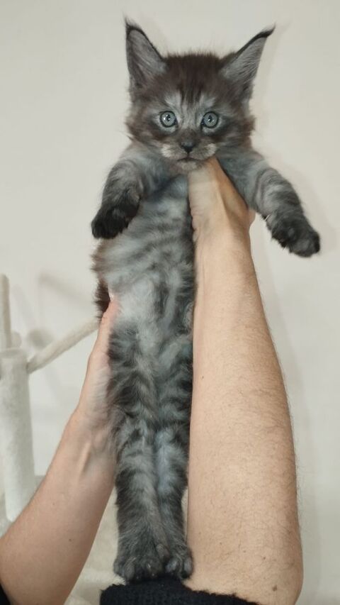 MAINE COON 2 CHATONS NON LOOF 750 34480 Puimisson